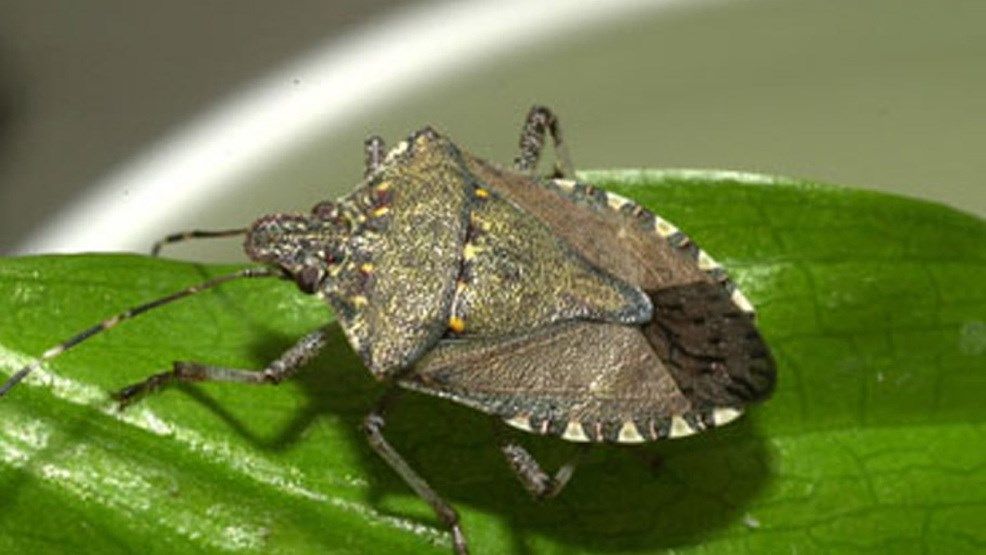 WSU Stink bugs infesting Puget Sound region Spokane, North Idaho News & Weather