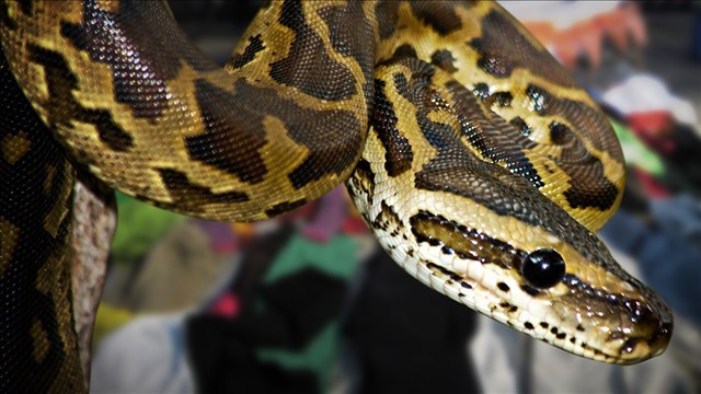 23-foot-long-python-swallows-indonesian-woman-spokane-north-idaho