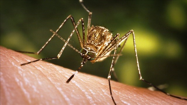 West Nile found in mosquitoes in Orleans Parish