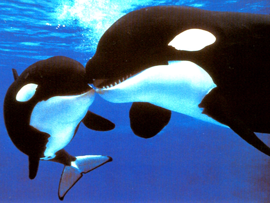 orcas pictures