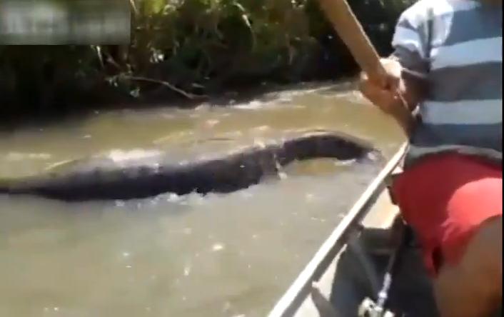 the largest anaconda ever found