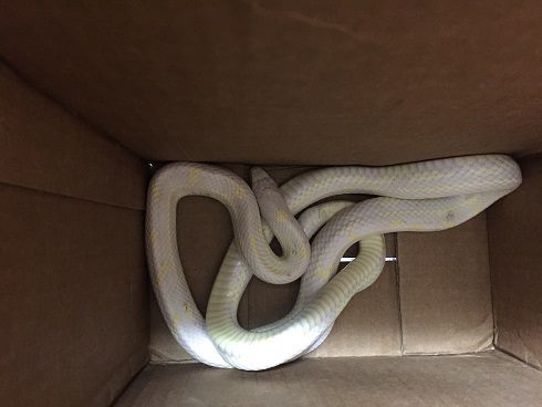 How do you identify snakes found in your backyard?