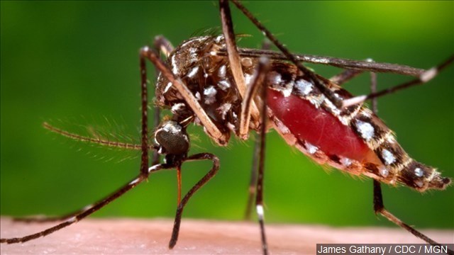 CDC investigating 14 reports of Zika transmission through sex