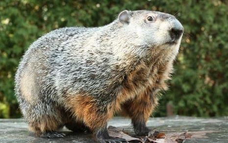 Pennsylvania groundhog's handlers: Phil predicts more winter - Spokane ...