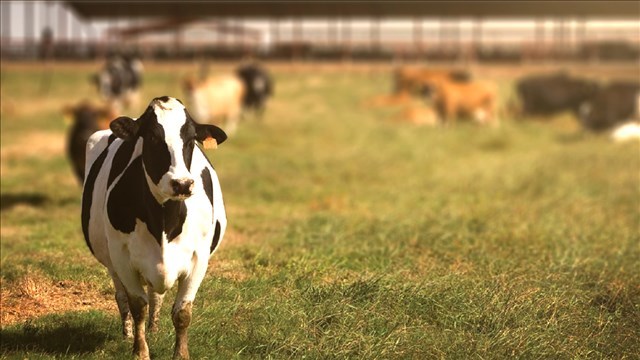 Washington dairy farm worker accused of stealing dairy farm's co