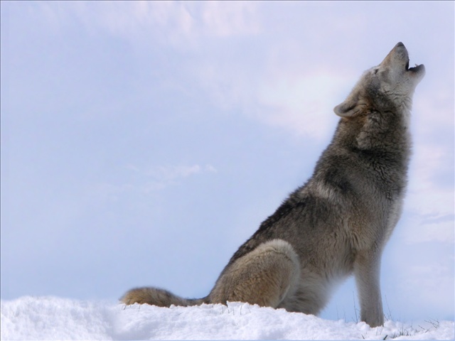 Washington State Creates Website To Report Wolf Sightings - Spokane ...