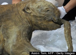 Frozen Baby Mammoth Goes On Display - Spokane, North Idaho News ...