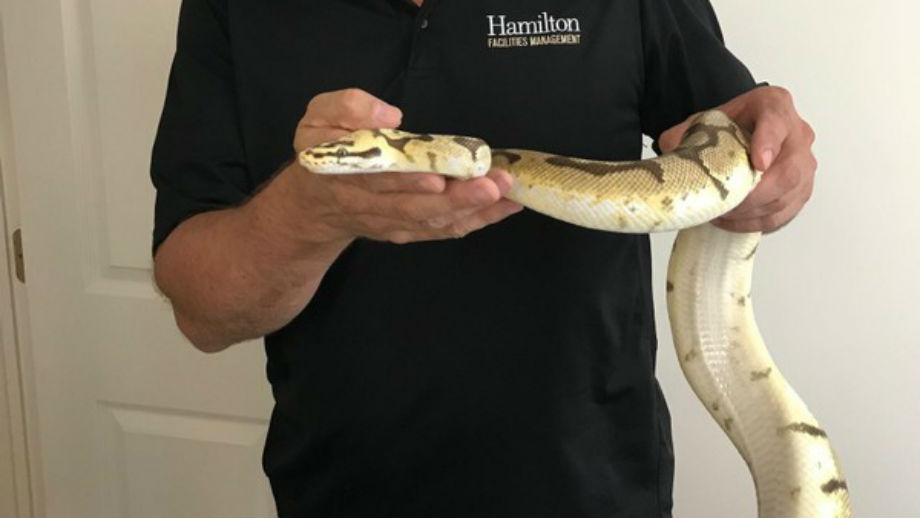 Pet Snake In Dorm Room Pet Snake In Dorm Room