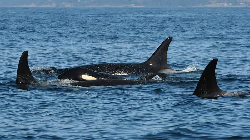 Center for Whale Research Center for Whale Research