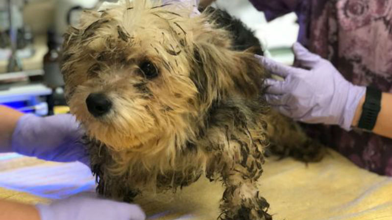 Photo: Kitsap Humane Society Photo: Kitsap Humane Society