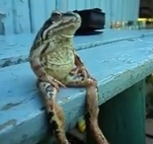 WATCH IT: Just A Frog...Sitting On A Bench! - Spokane, North Idaho News ...