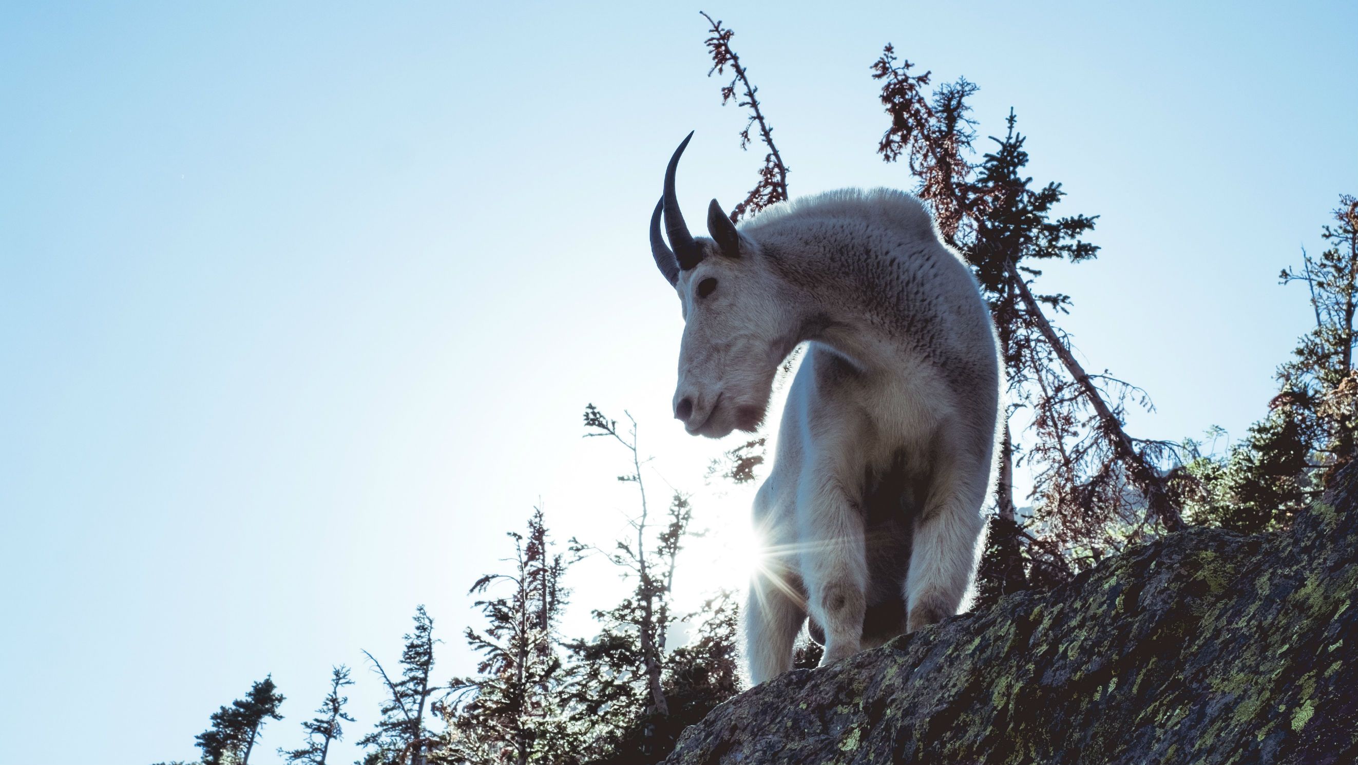 98 mountain goats released in northern Washington Spokane, North